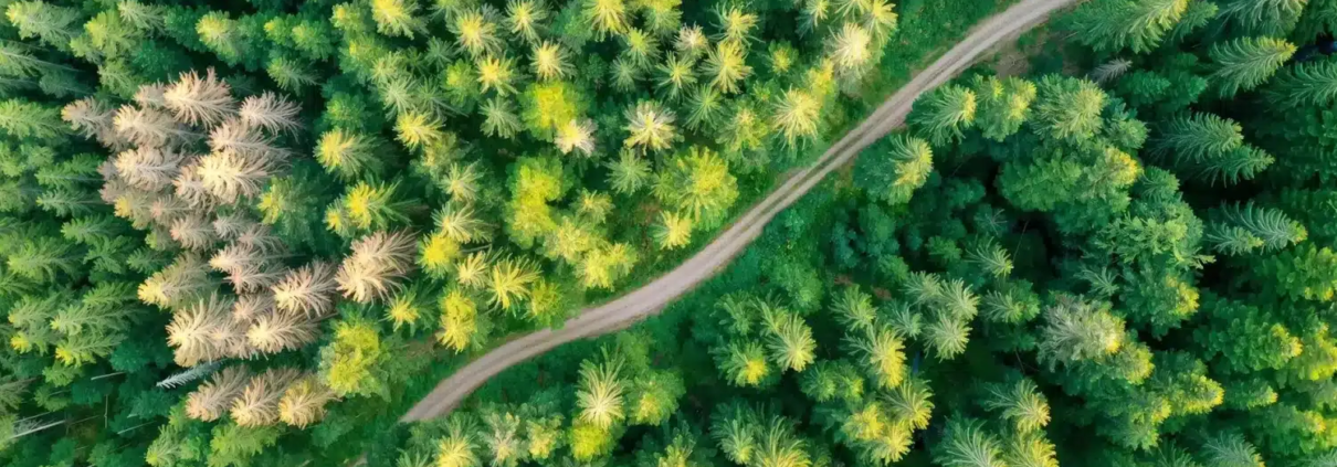 Aerial view of a dense coniferous forest, with a winding forest road visible between the trees.