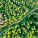 Aerial view of a dense coniferous forest, with a winding forest road visible between the trees.