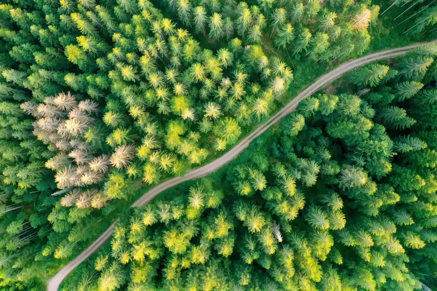 A coniferous forest seen from above, with a winding forest road between the trees.