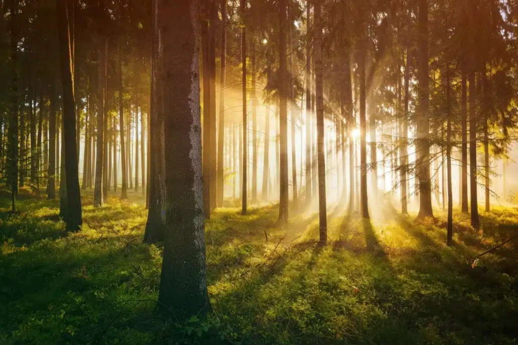 Zonlicht tussen de bomen in het bos